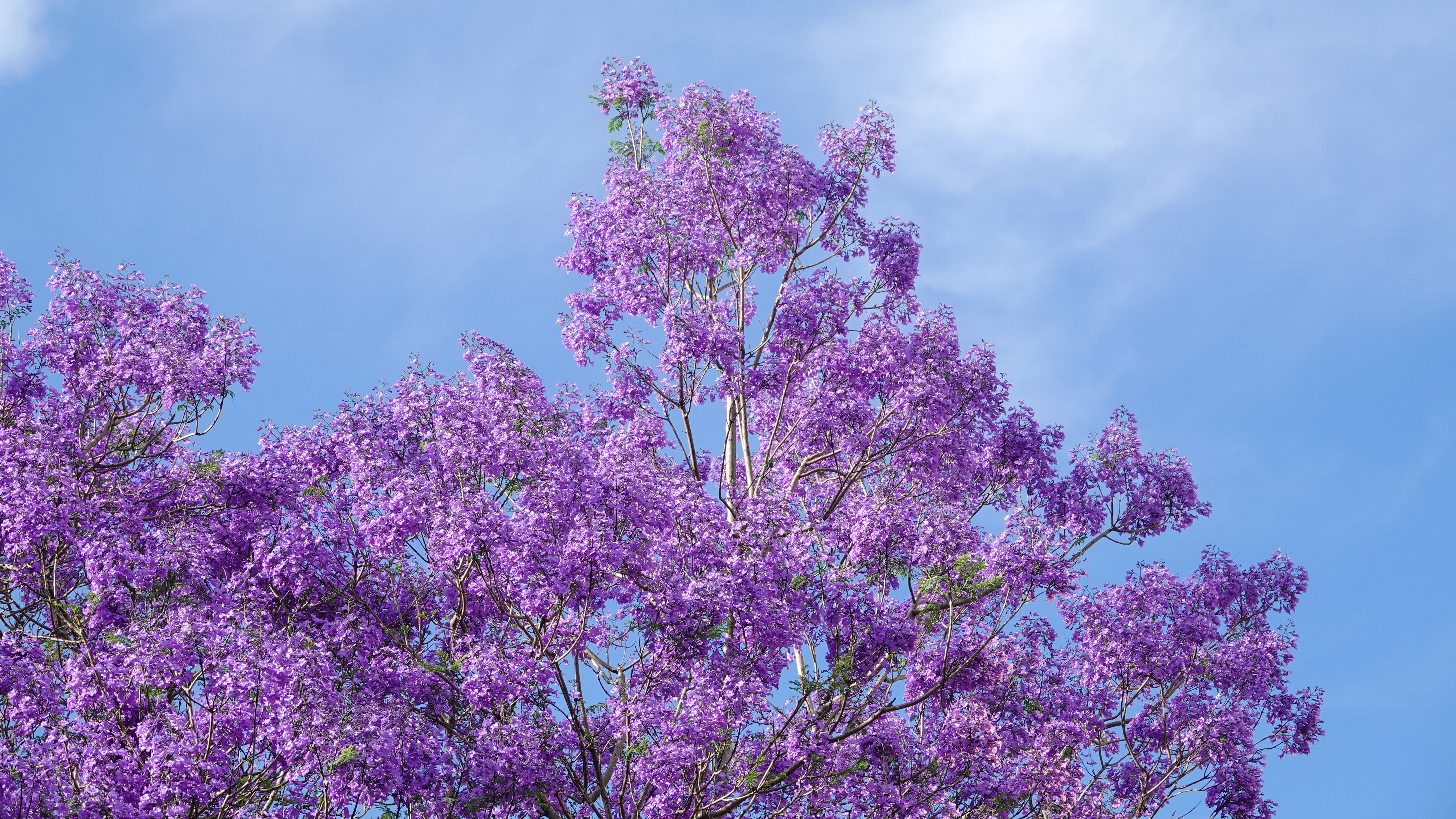 Logo University of Queensland